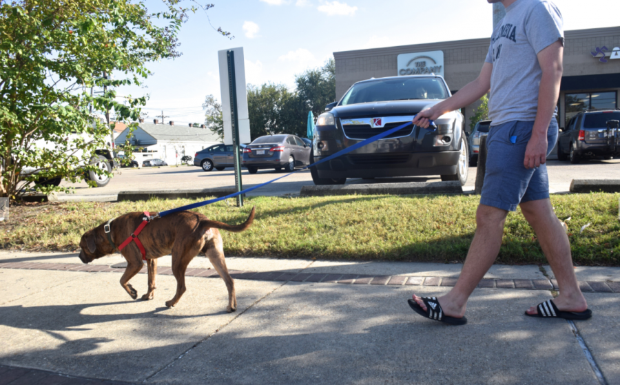 A student participates in Zeus Places dog walking program on Freret Street. Dogs are available for walks every day of the week.