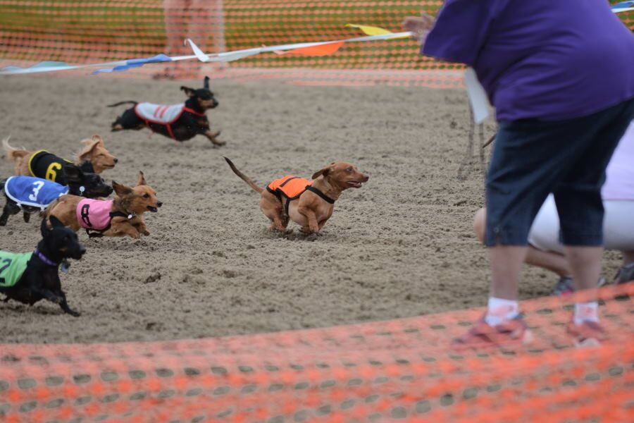 Miniature dachshunds run down the track to reach their owners at the finish line. The annual Wiener Dog Racing took place Mar. 4 at the Fairgrounds Race Course & Slots. 