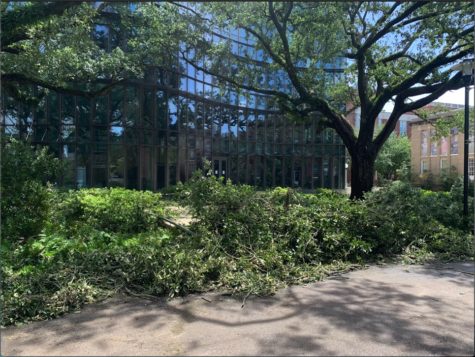 trees are down in front of AB freeman business school
