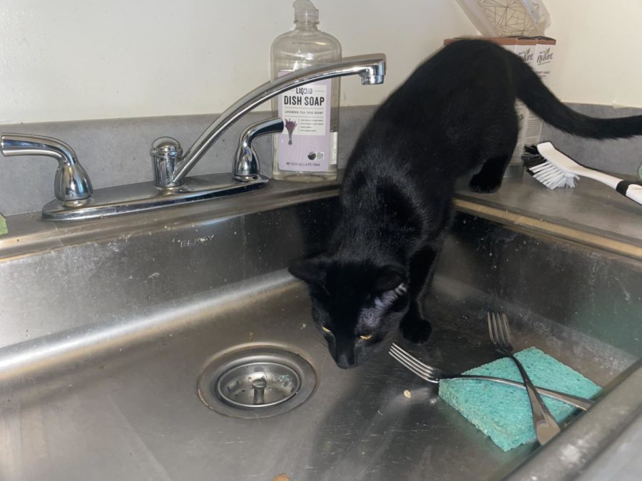 A former campus cat so-called cleaner lurks in a residence hall sink, ignoring the stupid dish soap and reminiscing about the good old days licking all the Commons dishes before it recently got fired.