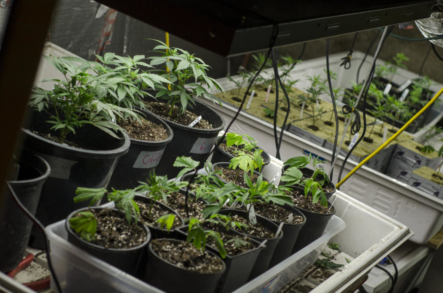 Tulane University is vying for Louisianas coveted 10th license to sell medical marijuana, reflecting increasingly mainstream sensibilities and research opportunities surrounding a drug that has long been criminalized. 