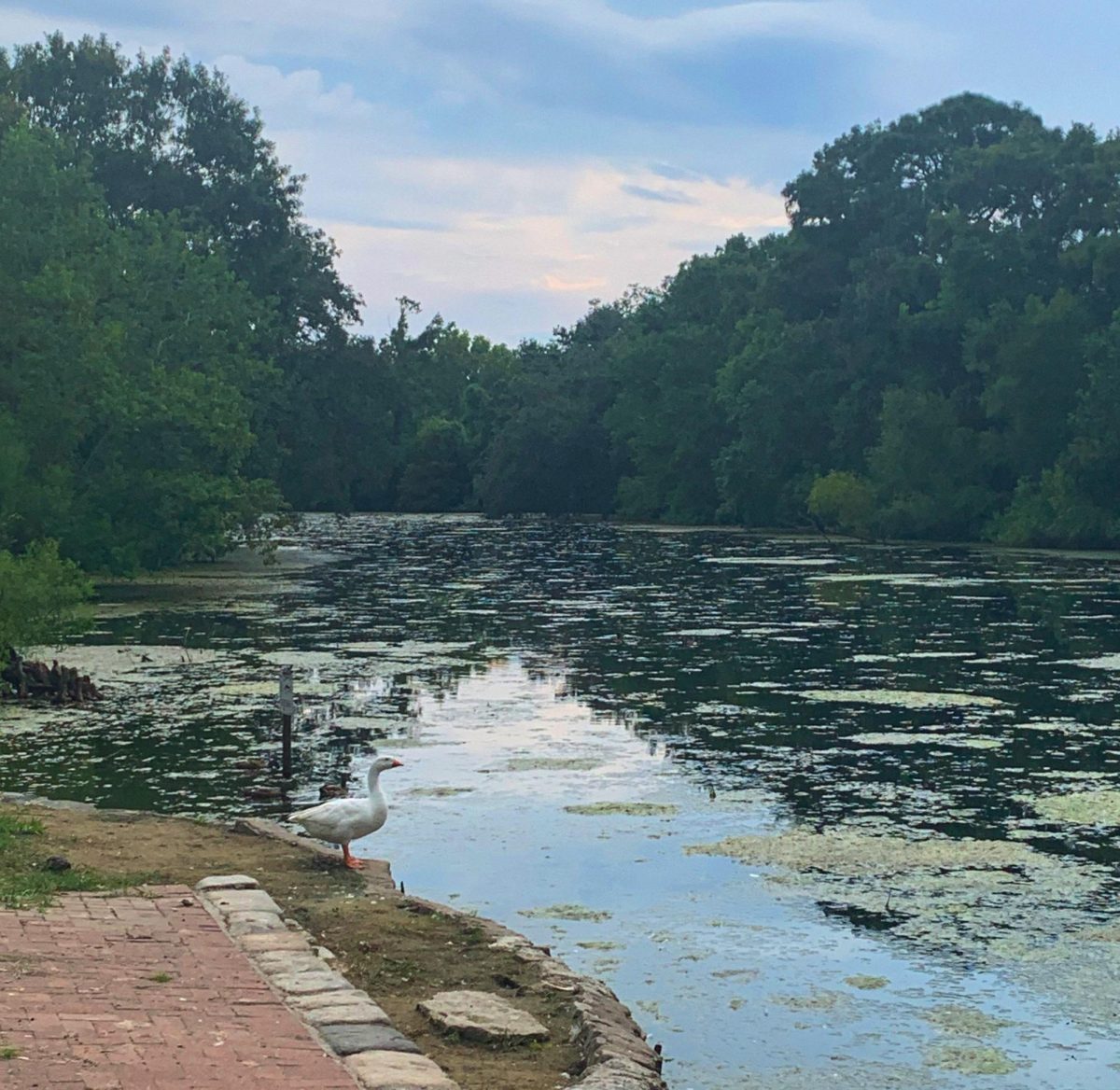 Medical student Michael Nwokorie was found dead in the Audubon Park lagoon. 