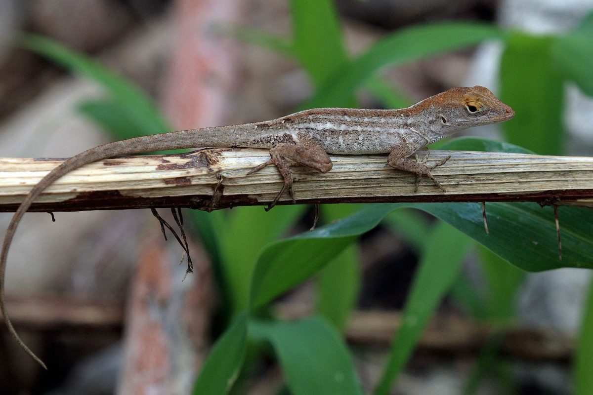Cuban brown anole are abundant in New Orleans.