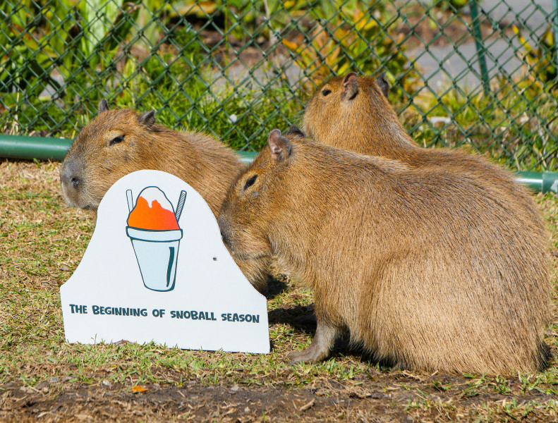 Three capybaras at Audubon Zoo are adding weather forecasters to their resumes.