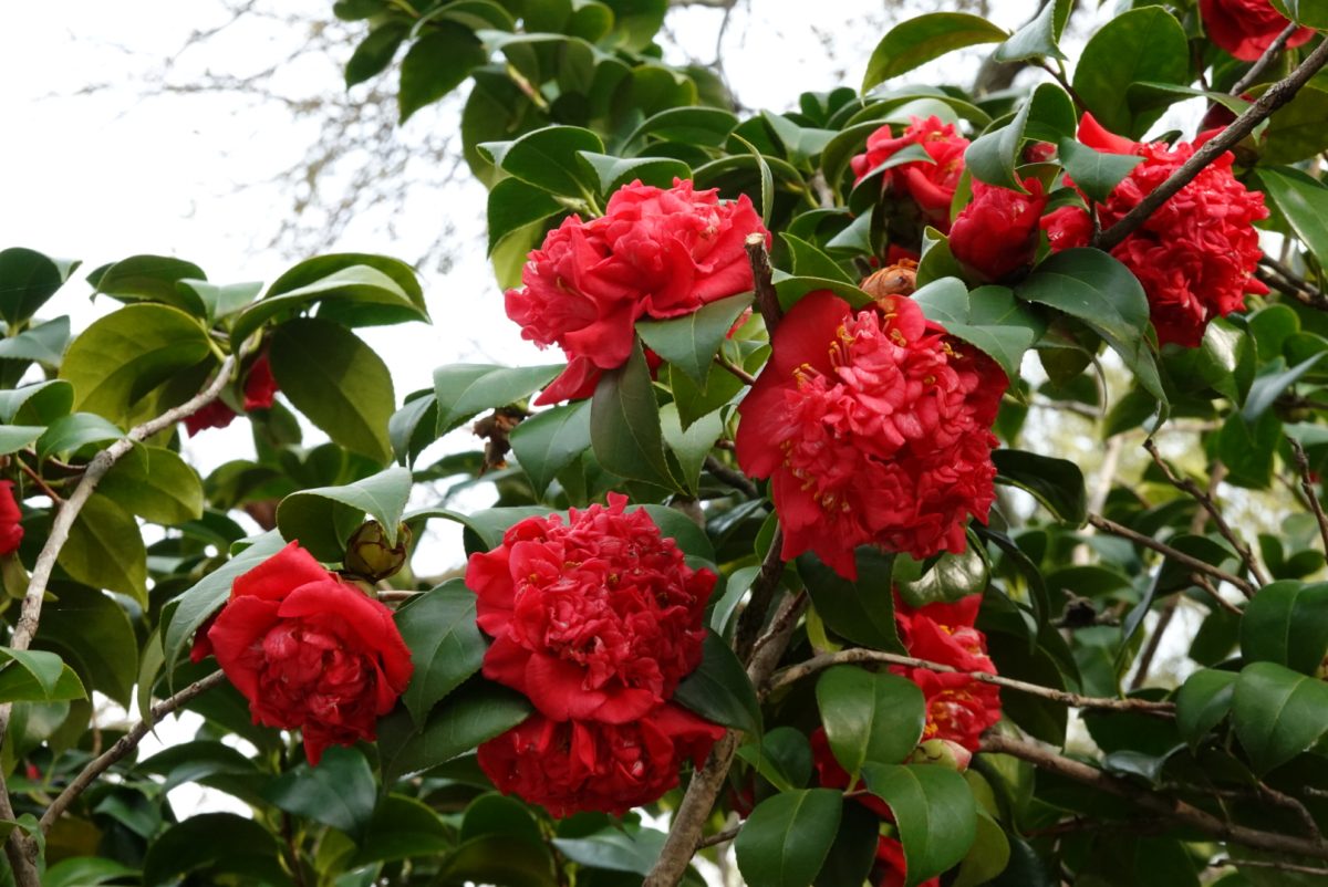 Red camellia flowers bloom on a glossy green branch.