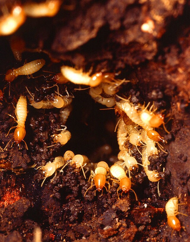 A nest of subterranean Formosan termites.
